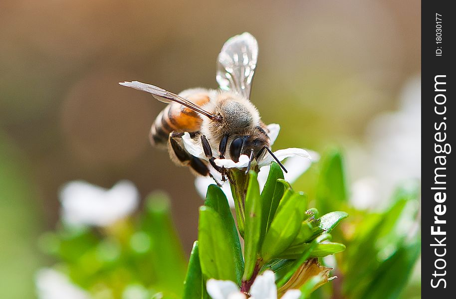 Bee collecting pollen. Front/side macro shot. Bee collecting pollen. Front/side macro shot