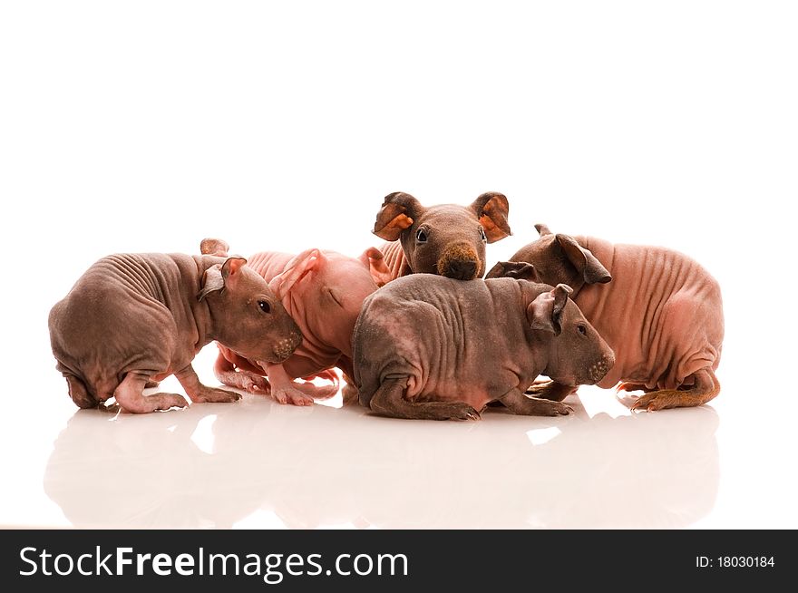 Skinny guinea pigs isolated on the white background