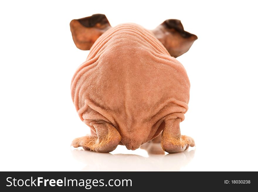 Skinny guinea pigs isolated on the white background