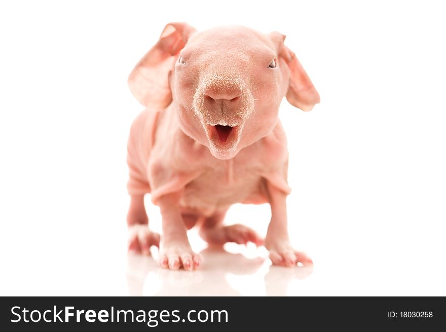 Skinny guinea pig isolated on the white background