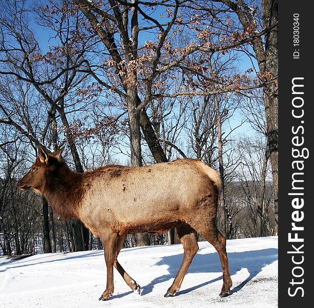 Female elk feeding in snow