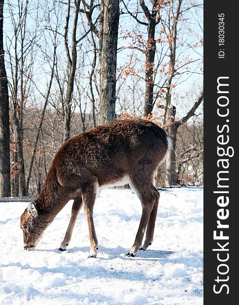 Female deer walking in snow