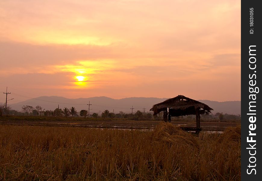 Sunset at rice field. Sunset at rice field.