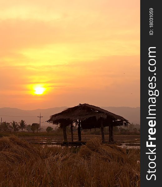 Sunset at rice field. Sunset at rice field.