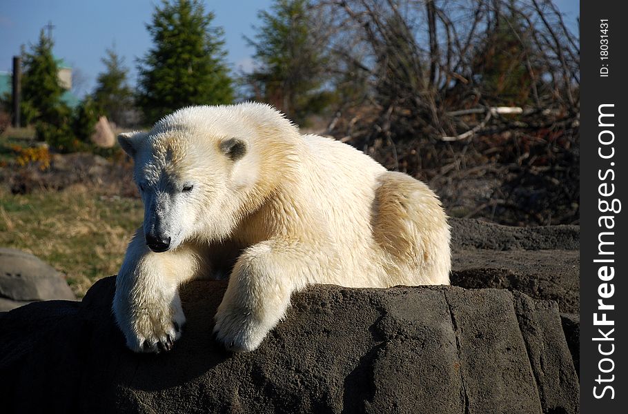 Polar Bear Sun Bathing