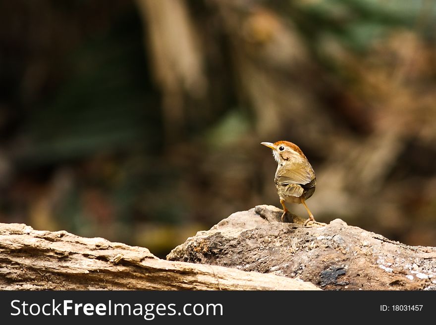 Small bird looking at wood.