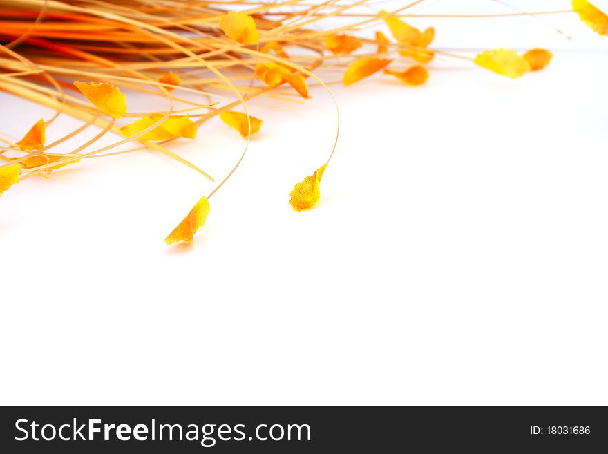 Yellow leaves isolated on white background.