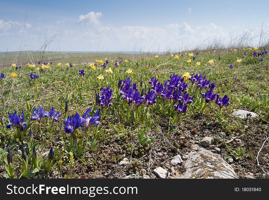 Dwarf Irises On Field