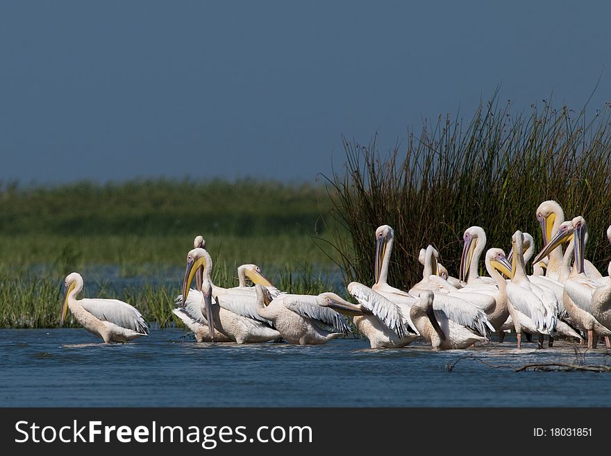 White Pelicans Colony