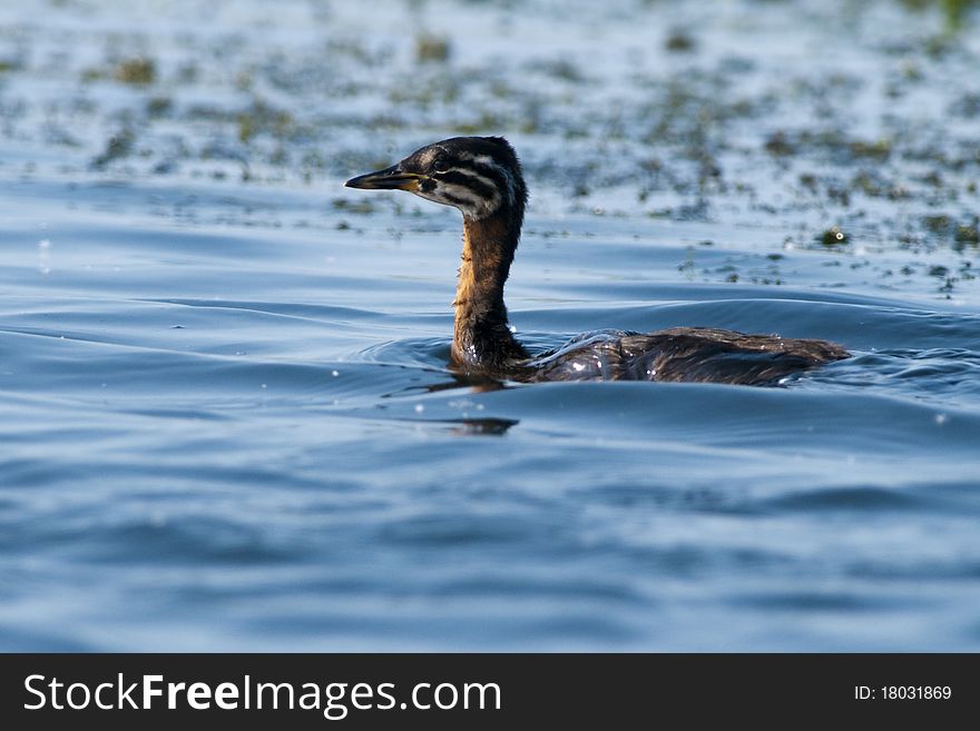 Red Necked Grebe Chick