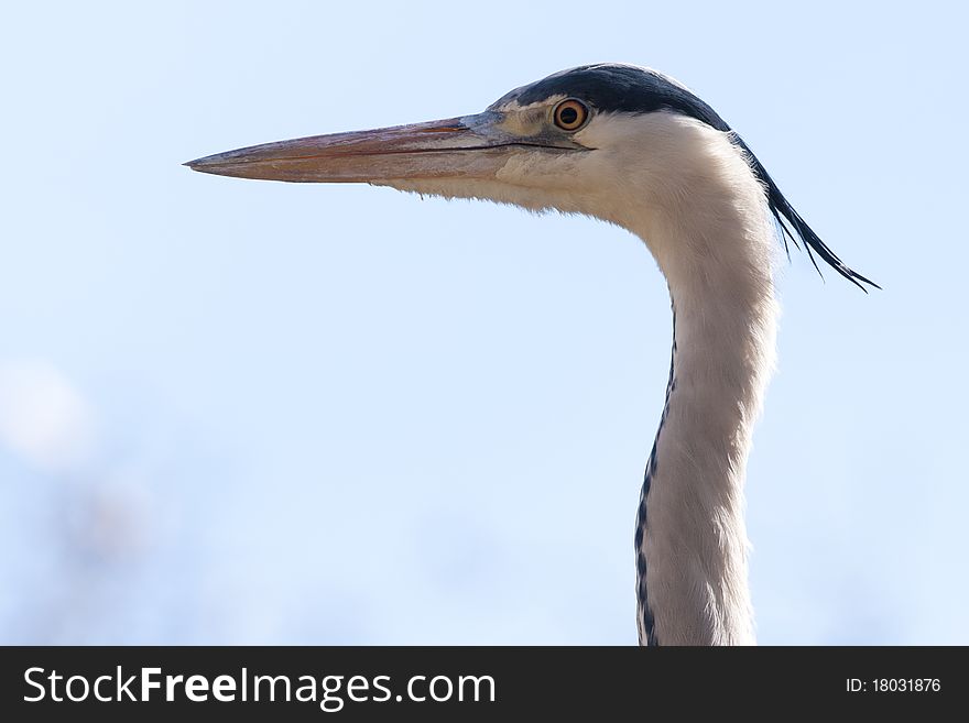 Grey Heron Portrait