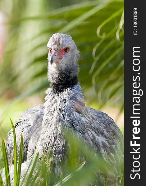 Crested Or Southern Screamer