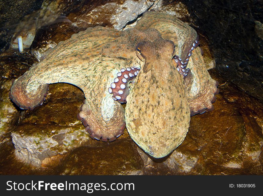 Octopus (Octopus vulgaris) in Aquarium