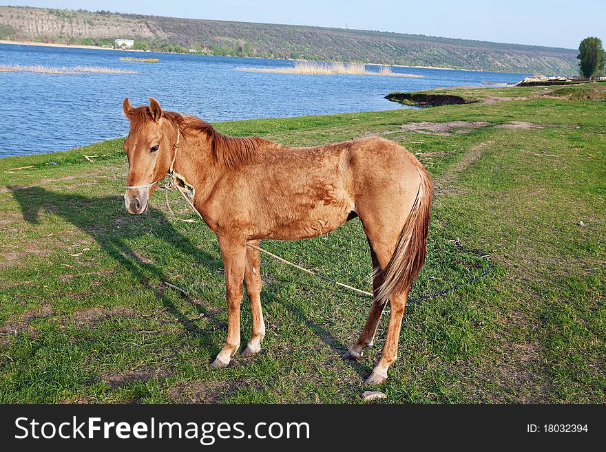 Horse on the grassland near river