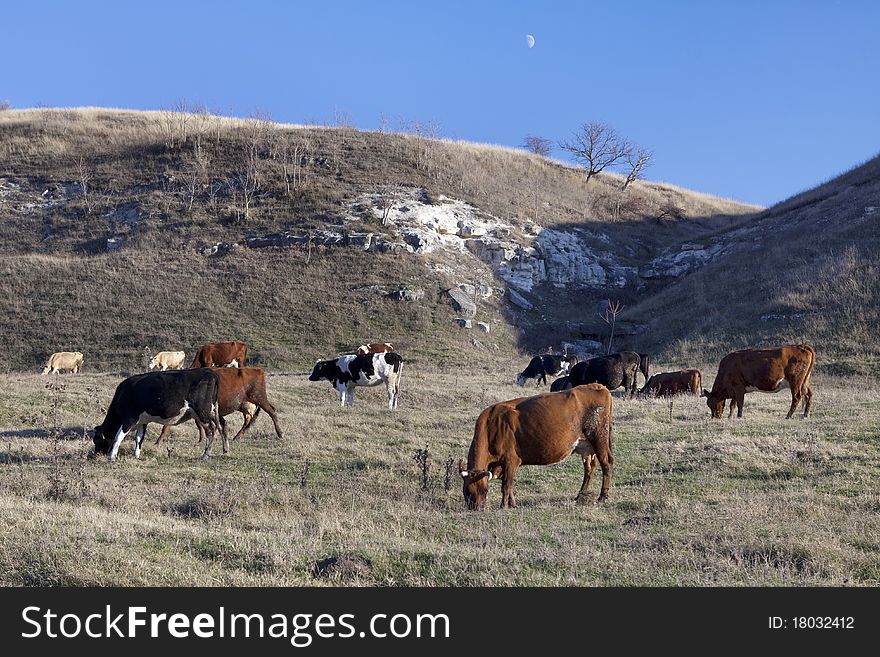 Cows Under The Moon