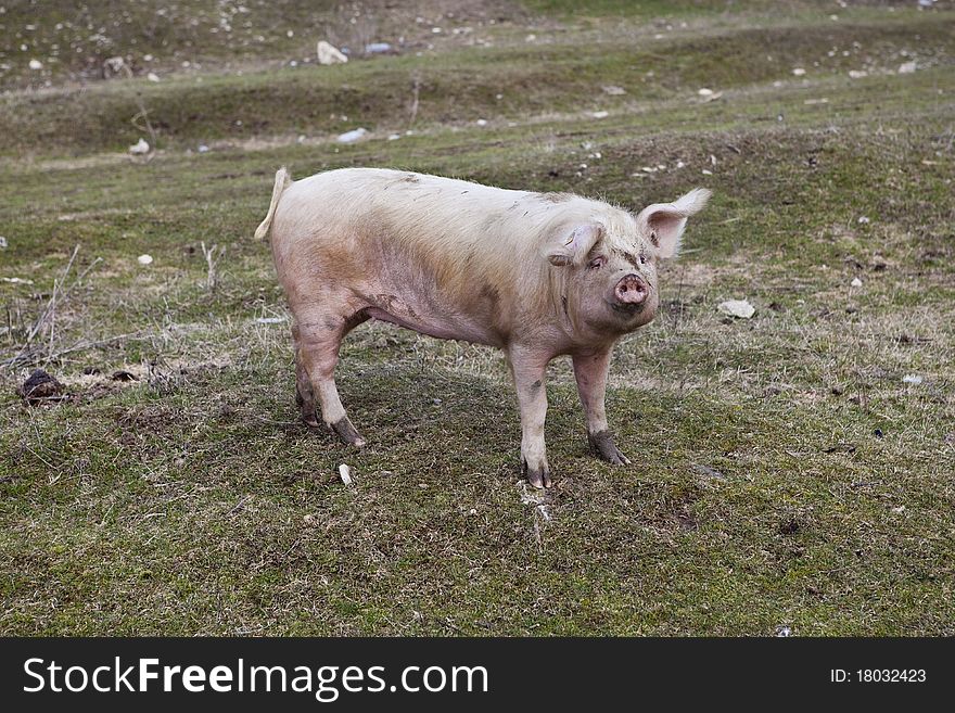 Swine female behide the farm. Swine female behide the farm