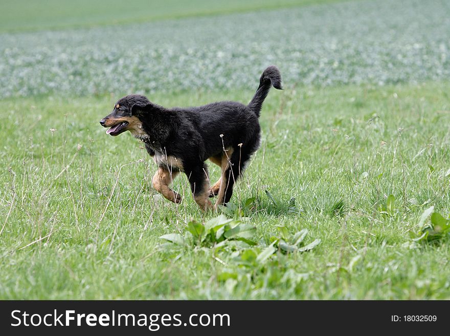 Portrait of a black and tan wild running young hovawart dog. Portrait of a black and tan wild running young hovawart dog