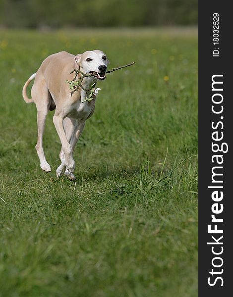 Portrait of running whippet dog holding a blossomy branch. Portrait of running whippet dog holding a blossomy branch