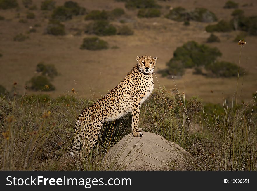 Cheetah standing on a termite mound for a better view. Cheetah standing on a termite mound for a better view