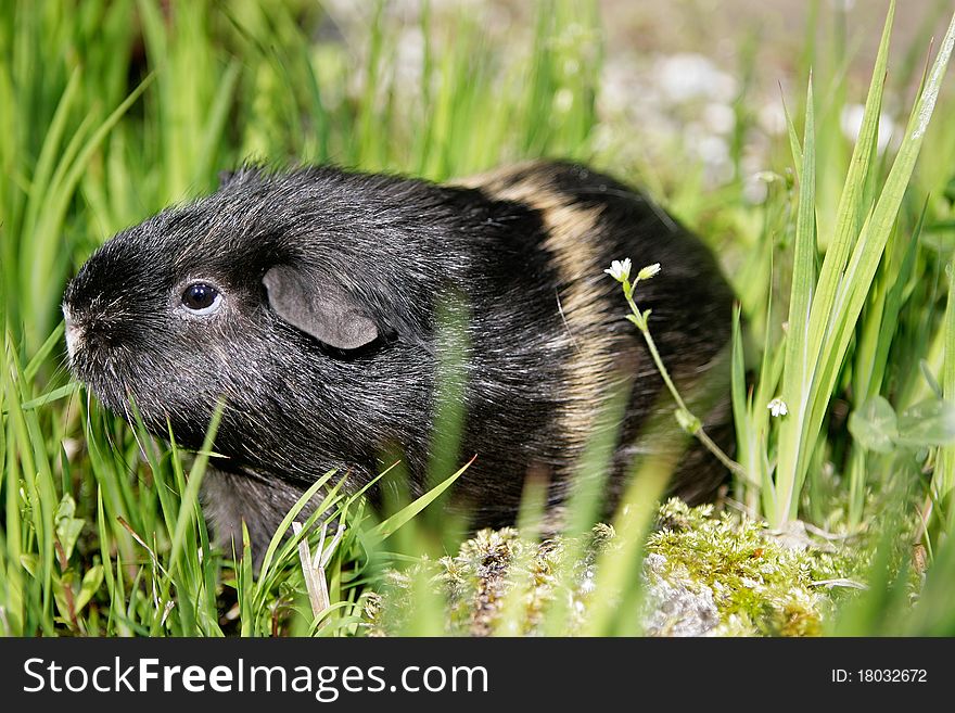 Portrait of a curious Guinea pig sitting and sniffing in grass