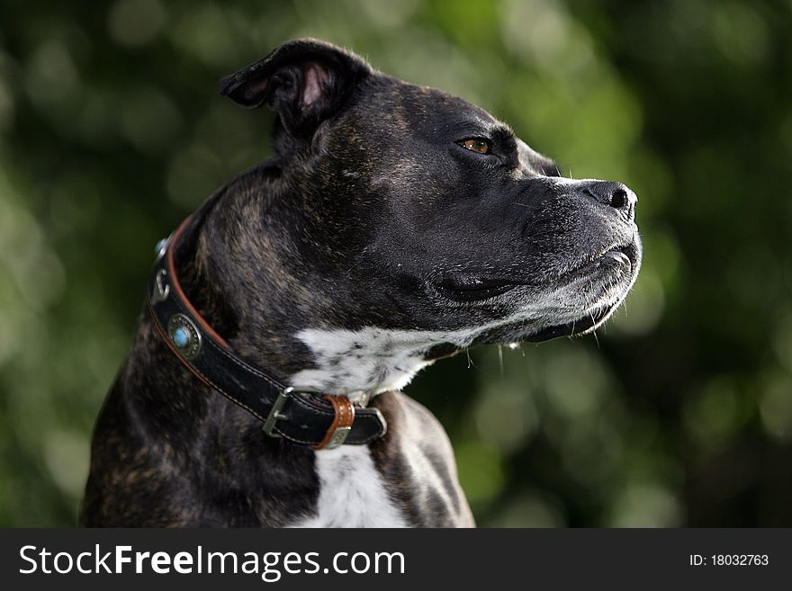 Portrait of a brown cane corso dog looking very concentrated. Portrait of a brown cane corso dog looking very concentrated