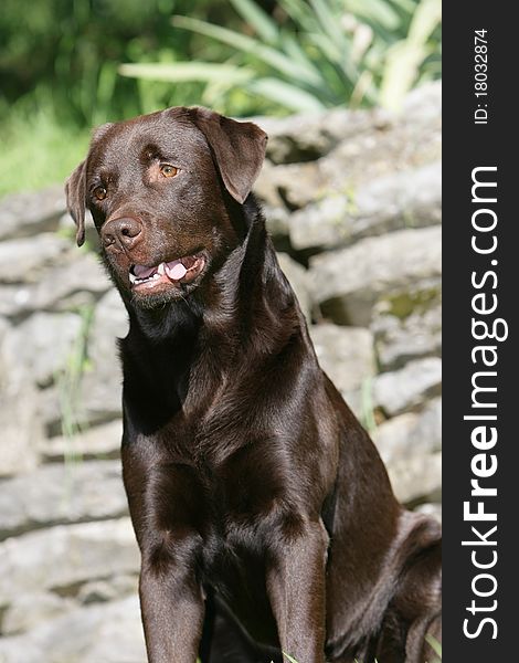 Portrait of the head of a brown Labrador retriever dog