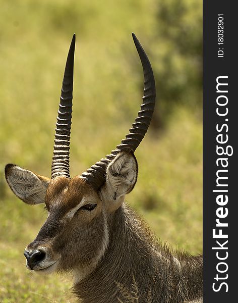 Young Waterbuck resting during the heat of the day.