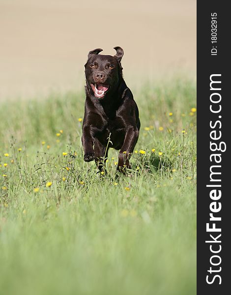 Portrait of a running brown Labrador retriever dog. Portrait of a running brown Labrador retriever dog