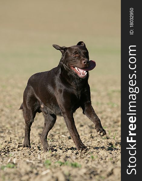Portrait of a wild running brown Labrador retriever dog