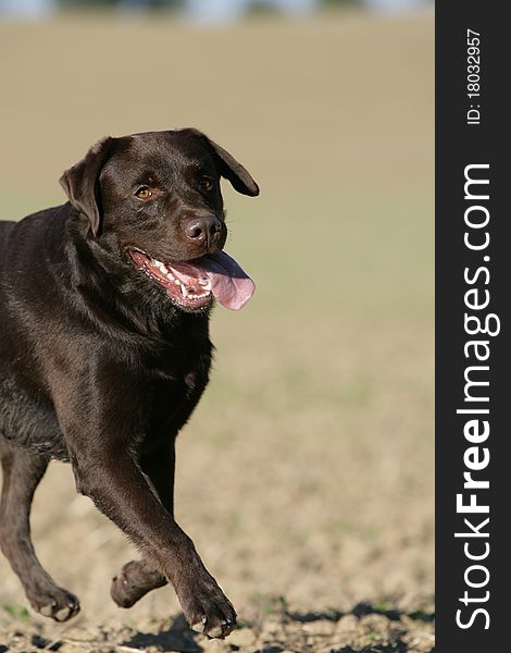 Portrait of a running brown Labrador retriever dog. Portrait of a running brown Labrador retriever dog