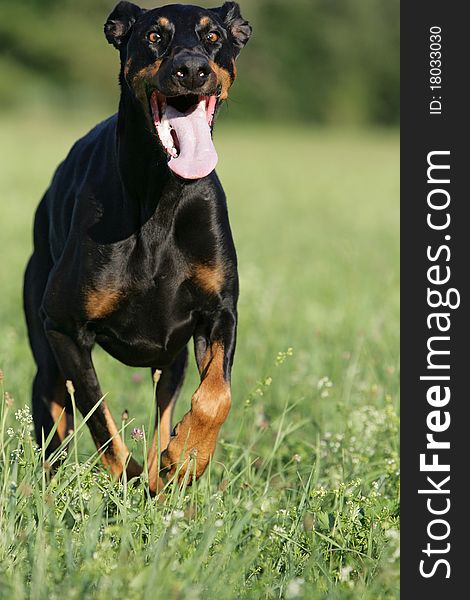 Frontal portrait of a smiling and running doberman dog