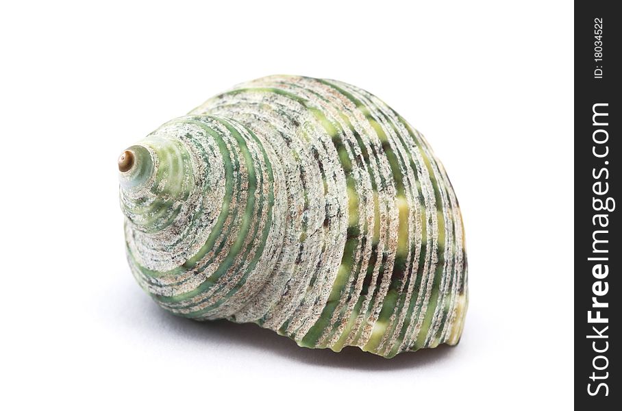 Shell isolated on white