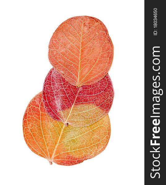 Red autumn leaf isolated on a white