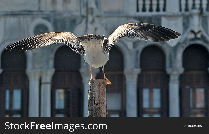 A seagull spreads its wings in Venice,Italy.