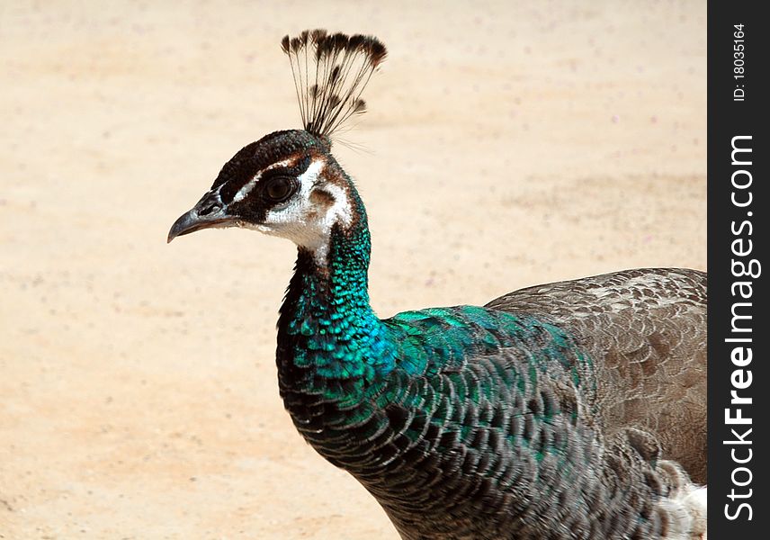 Peacock's posing with head and neck in profile.