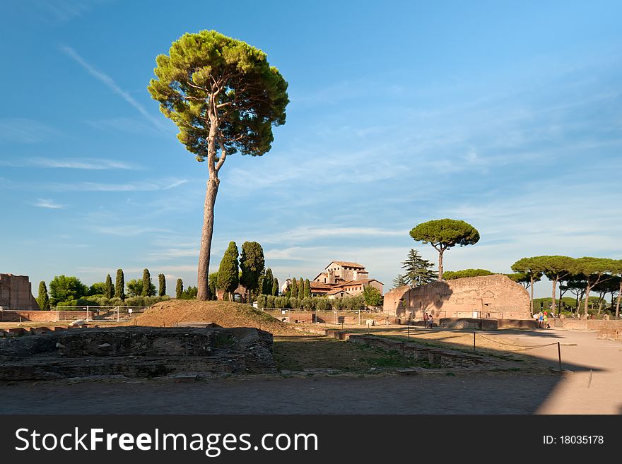 Tree at the ruins at Palatine Hill in Rome, Italy. Tree at the ruins at Palatine Hill in Rome, Italy
