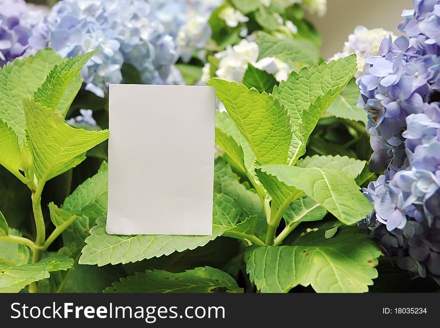 Paper blank with flowers in garden