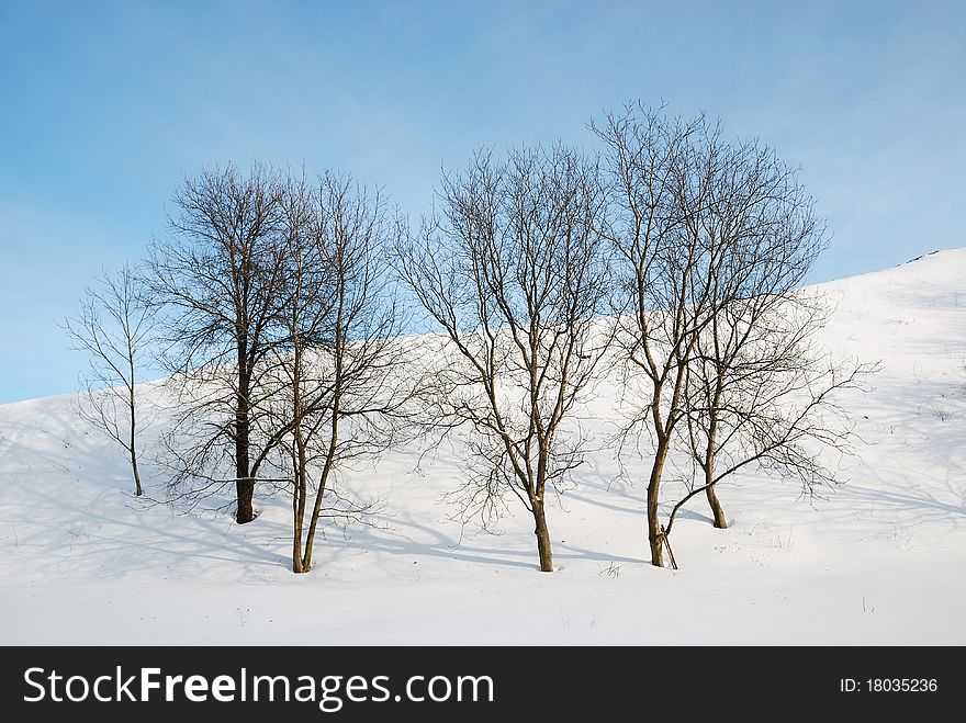 Bare Trees Against Snow Slope And Blue Sky.