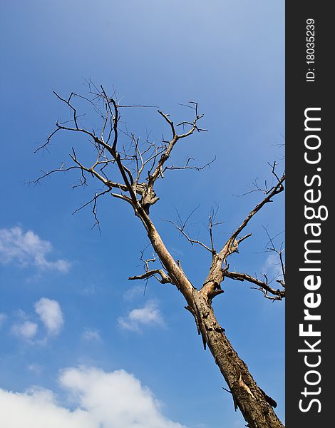 Lonely dry tree in the sky