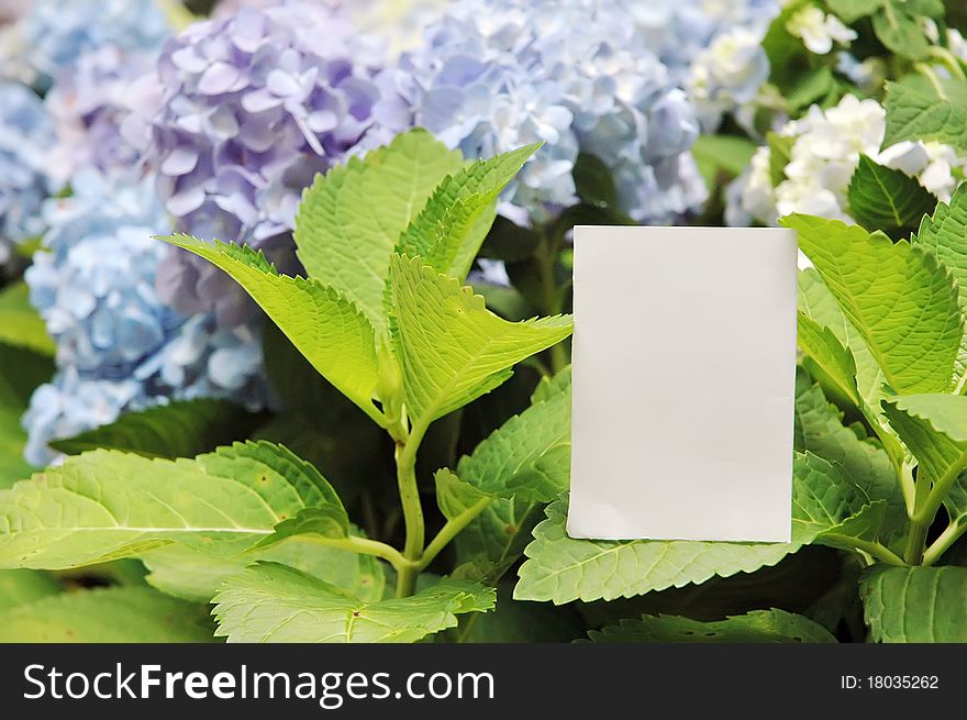 Paper blank with flowers in garden