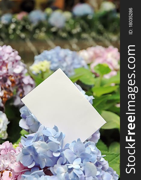 Paper blank with flowers in garden