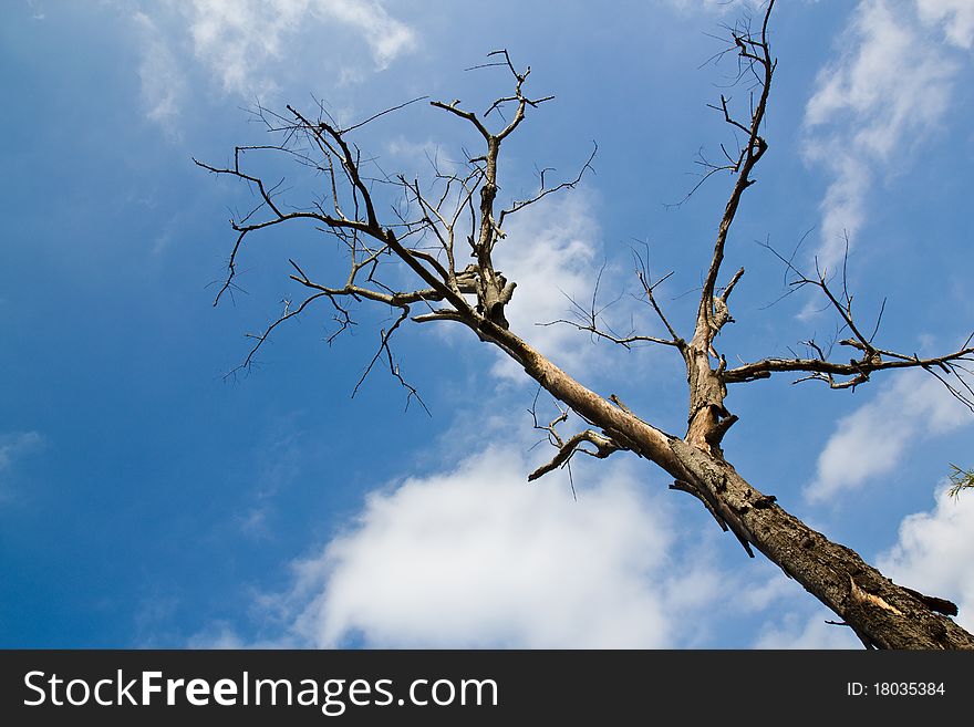 Lonely Dry Tree In The Sky