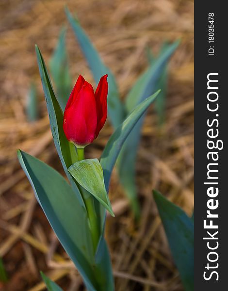 Beautiful red tulip in the Royal garden