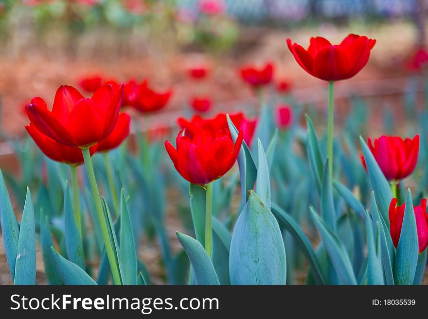 Beautiful Red Tulip In The Royal Garden
