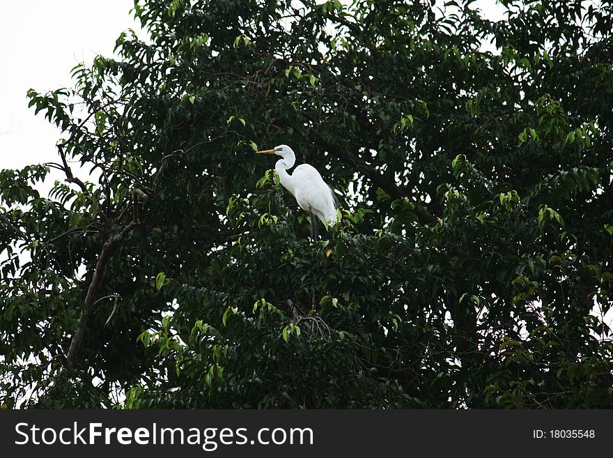 A white heron on a tree in kinabatangan area in malaysian borneo