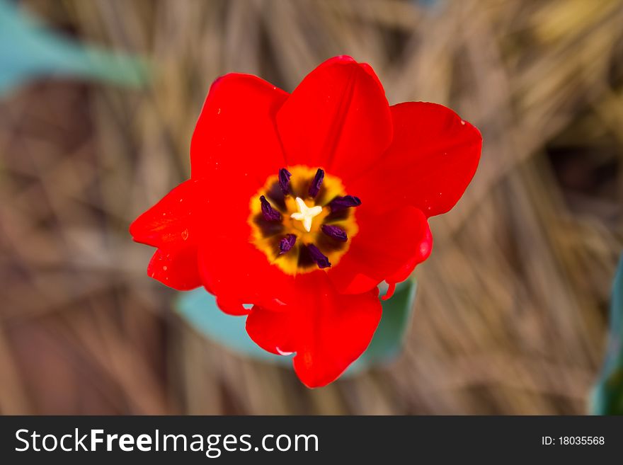 Beautiful red tulip in the Royal garden