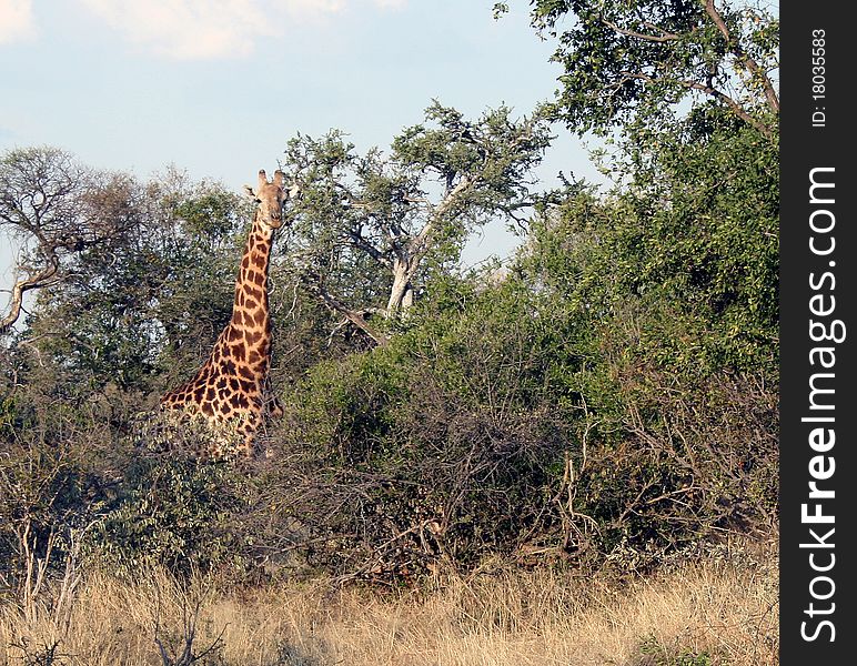 Giraffe looking at camera photographed in the Southa African bushveld. Giraffe looking at camera photographed in the Southa African bushveld