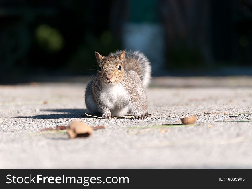 Squirrel intention to take a walnut in Nervi parks in Genoa