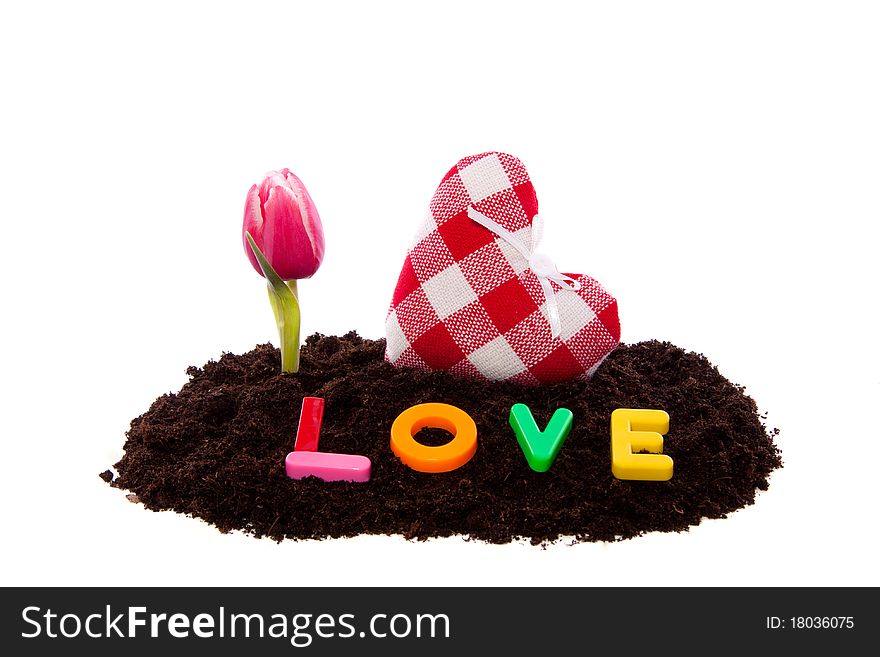 A lovely valentine heart and pink tulip with love letters in garden soil isolated over white. A lovely valentine heart and pink tulip with love letters in garden soil isolated over white