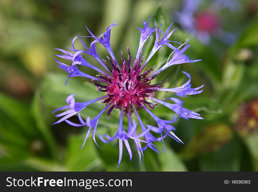 Blue mountain flower in summer